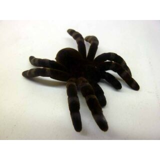 49465 06 FLISKA SPINNE Ungeziefer Halloween Dekoration Vogelspinne 4-8 CM