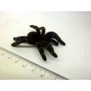 49465 06 FLISKA SPINNE Ungeziefer Halloween Dekoration Vogelspinne 4-8 CM