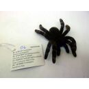 49465 06 FLISKA SPINNE Ungeziefer Halloween Dekoration Vogelspinne 4-8 CM